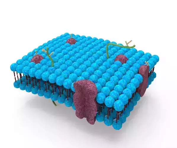 Cell membrane lipid bilayer