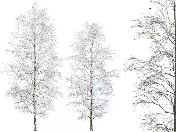 AV Plants Carpinus Betulus Winter Snow