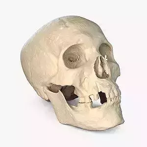Real Ancient Skull 3D model