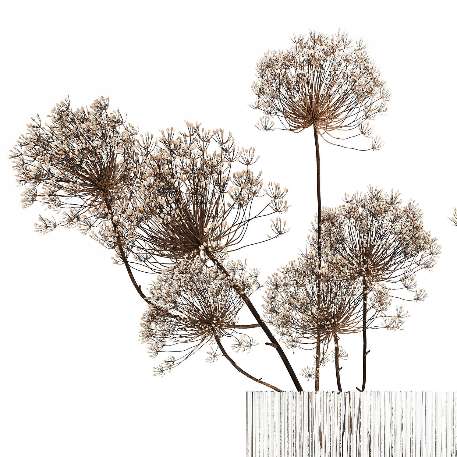 Dried Flowers Vase Dry Branches Heracleum Hogweed 501 3D model_9