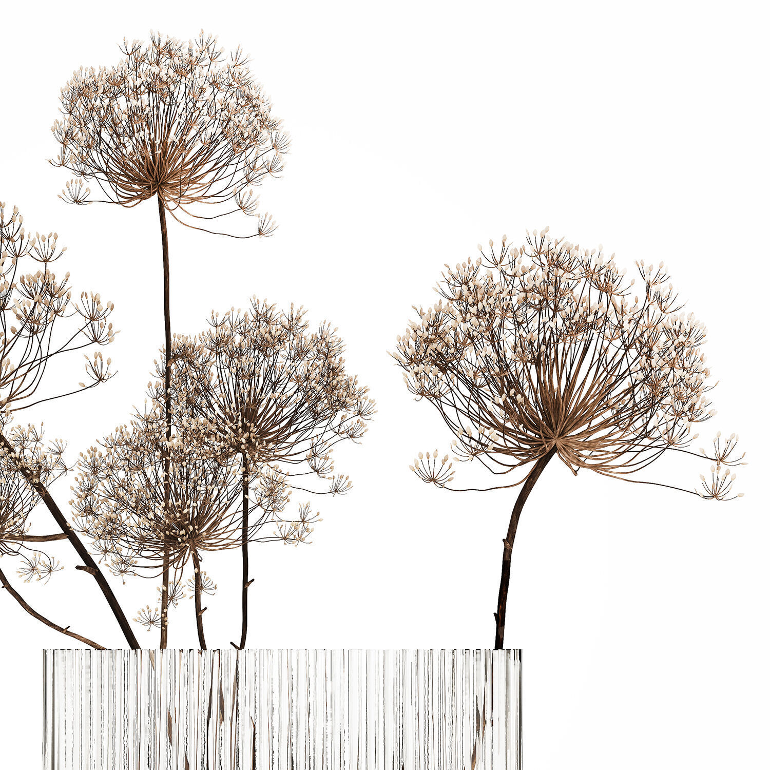 Dried Flowers Vase Dry Branches Heracleum Hogweed 501 3D model_8