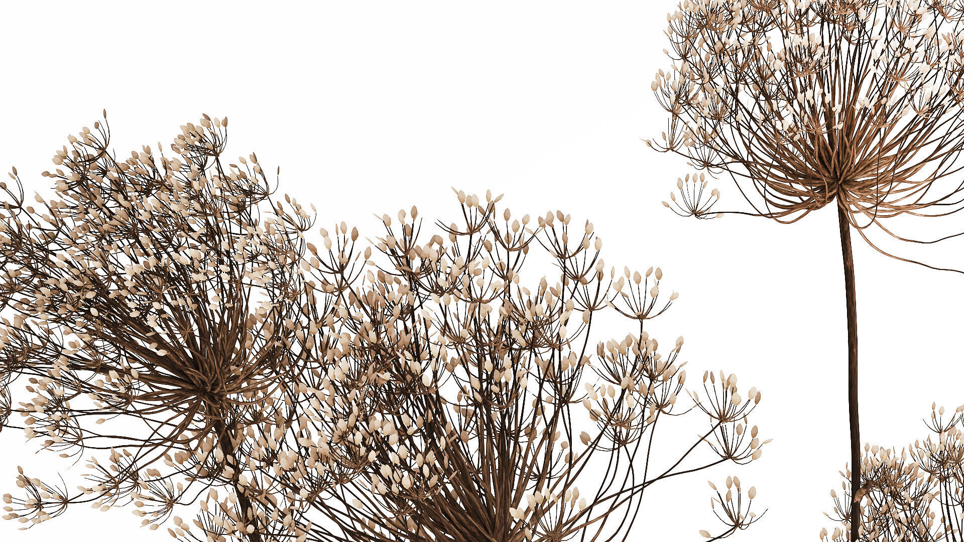 Dried Flowers Vase Dry Branches Heracleum Hogweed 501 3D model_2