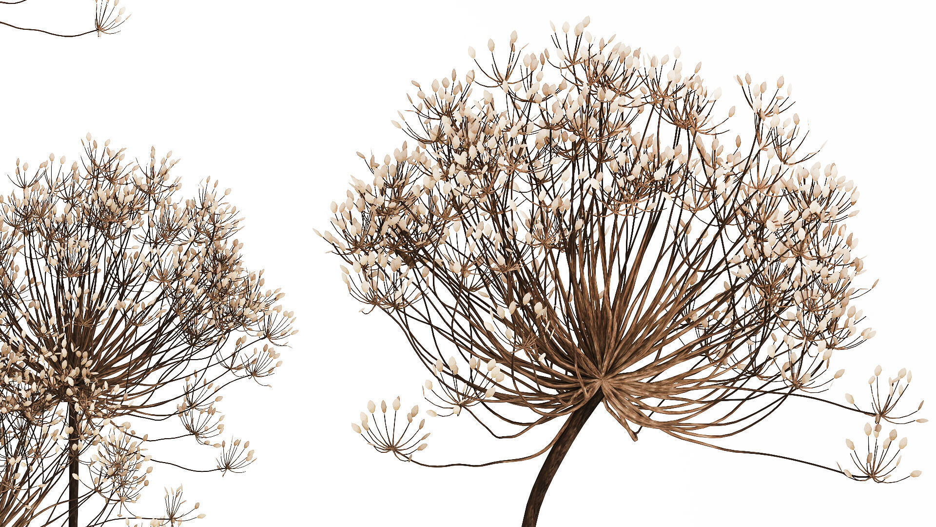 Dried Flowers Vase Dry Branches Heracleum Hogweed 501 3D model_3