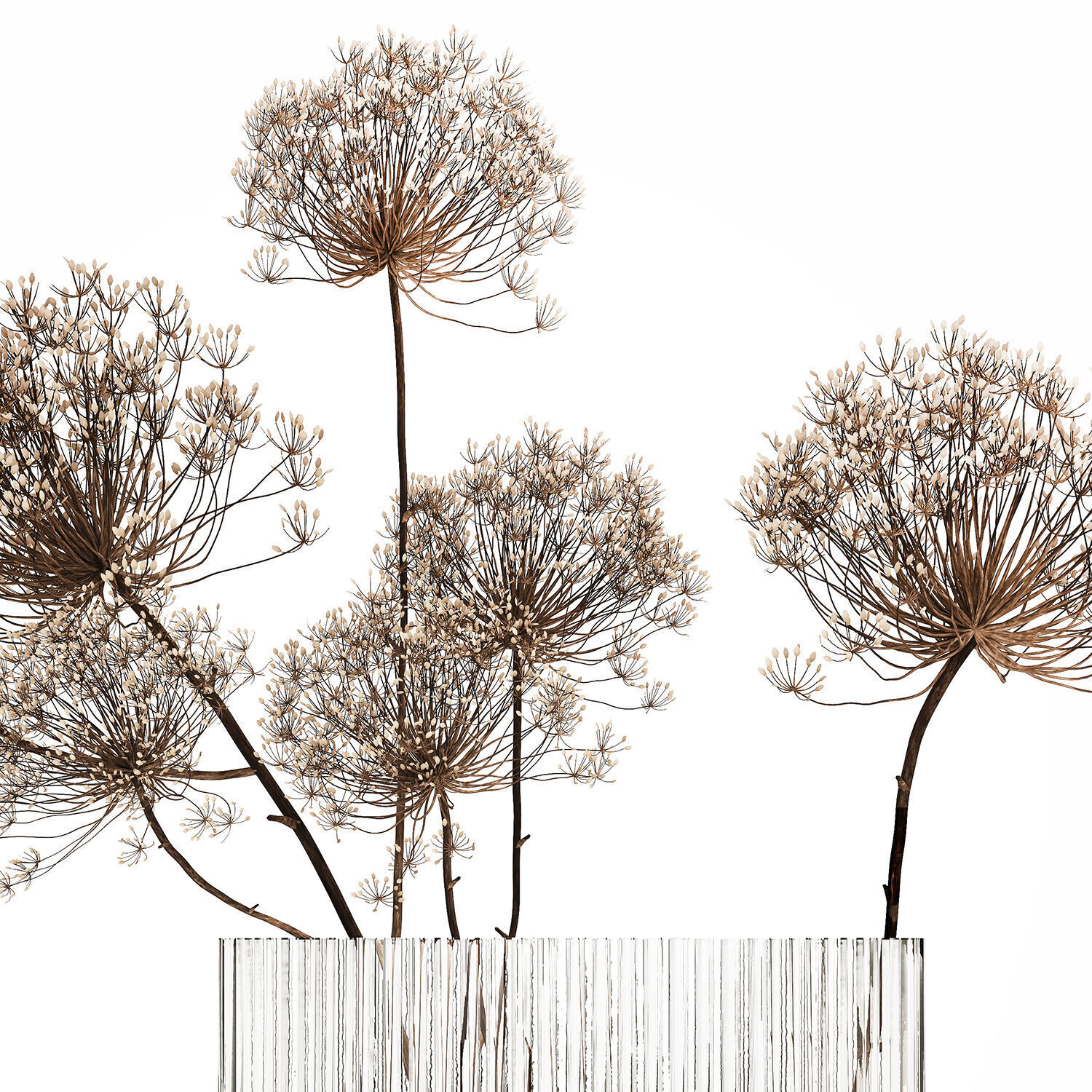 Dried Flowers Vase Dry Branches Heracleum Hogweed 501 3D model_11
