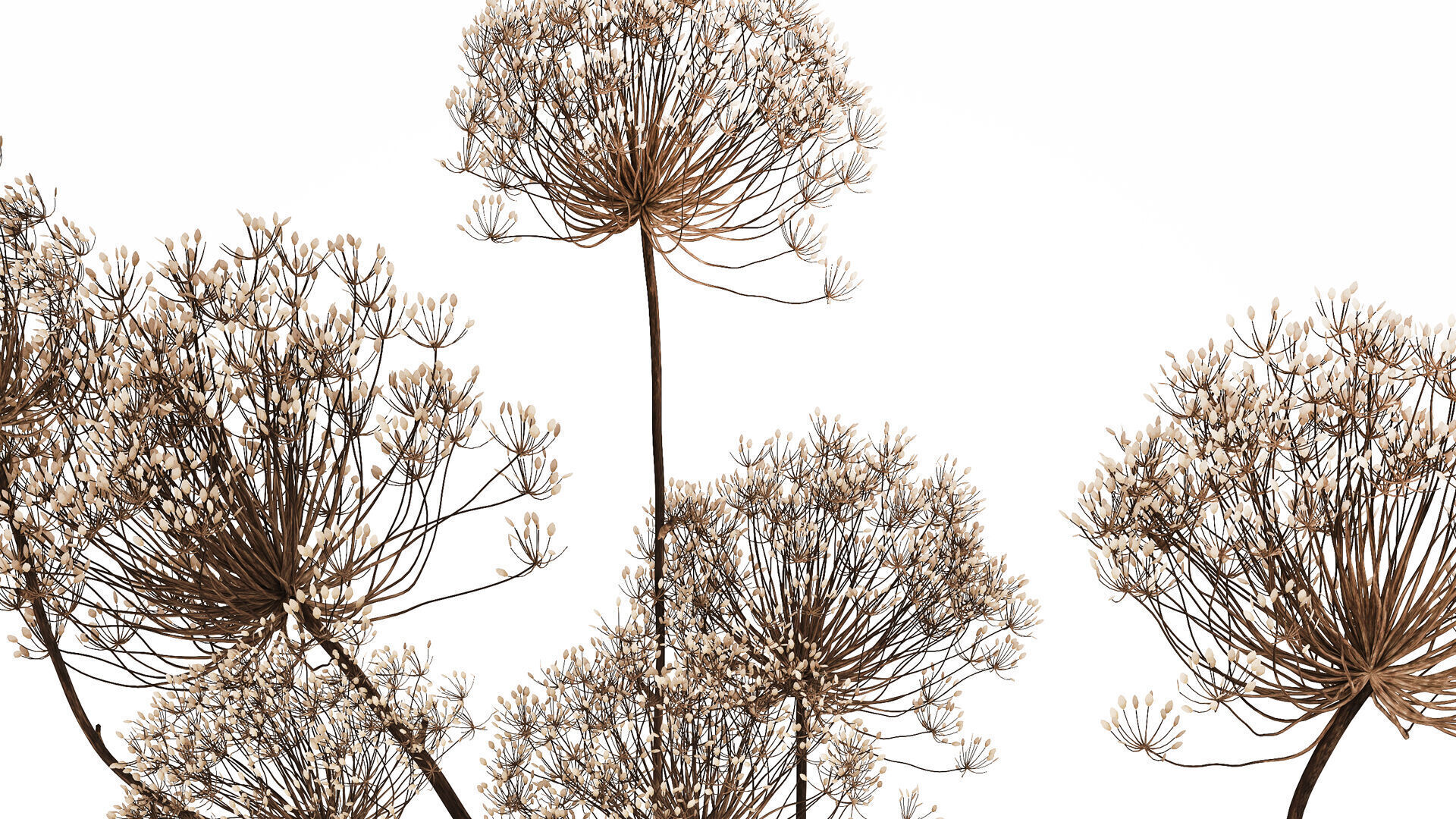 Dried Flowers Vase Dry Branches Heracleum Hogweed 501 3D model_5