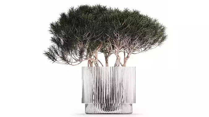 Bouquet In A Glass Vase Coniferous Pine Branches 502