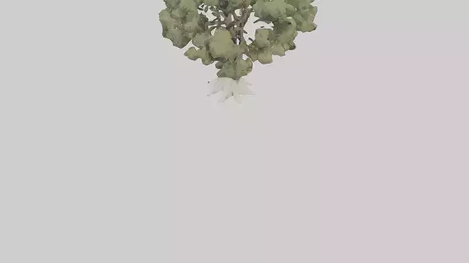 Desert Willow tree model Low-poly 3D model 6