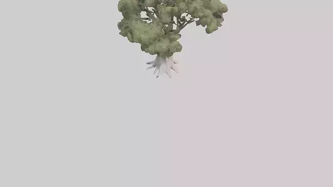 Desert Willow tree model Low-poly 3D model 7