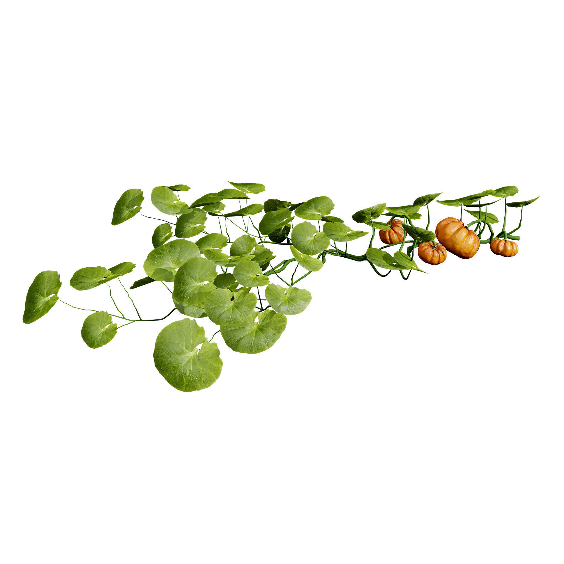 Vegetable Plant 3D Pack Low-poly 3D model_34