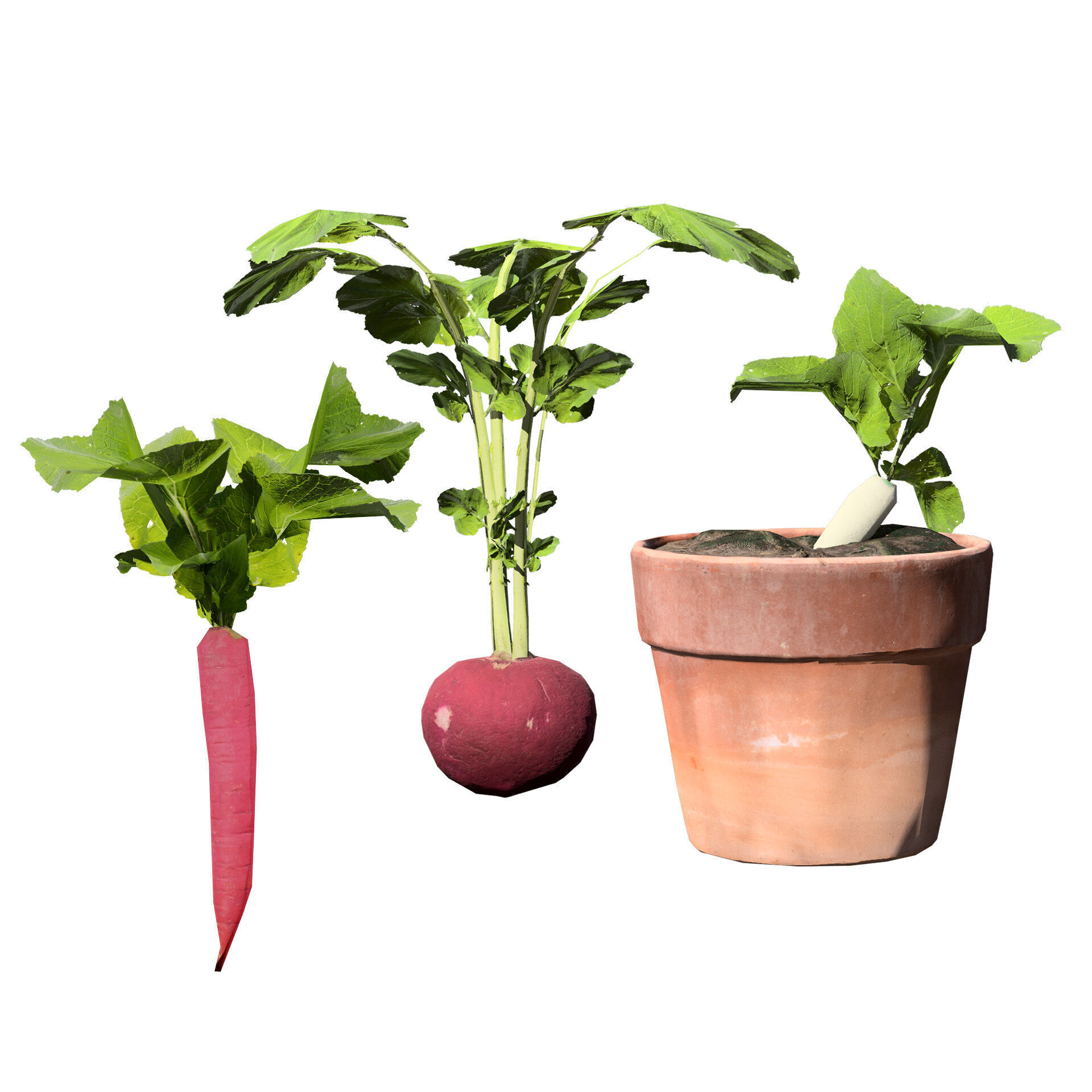 Vegetable Plant 3D Pack Low-poly 3D model_37