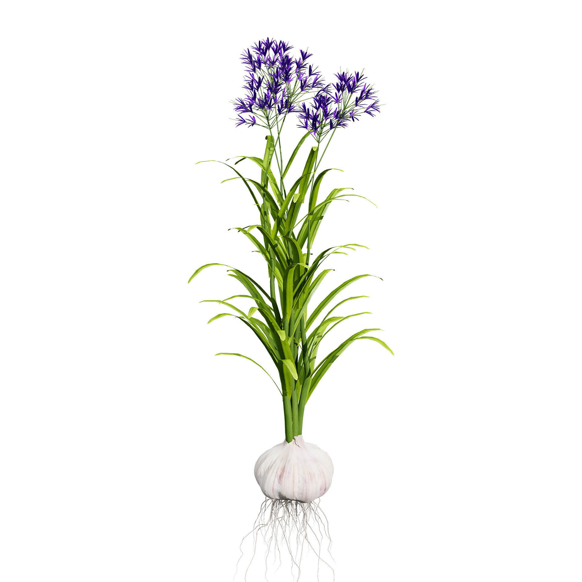 Vegetable Plant 3D Pack Low-poly 3D model_23