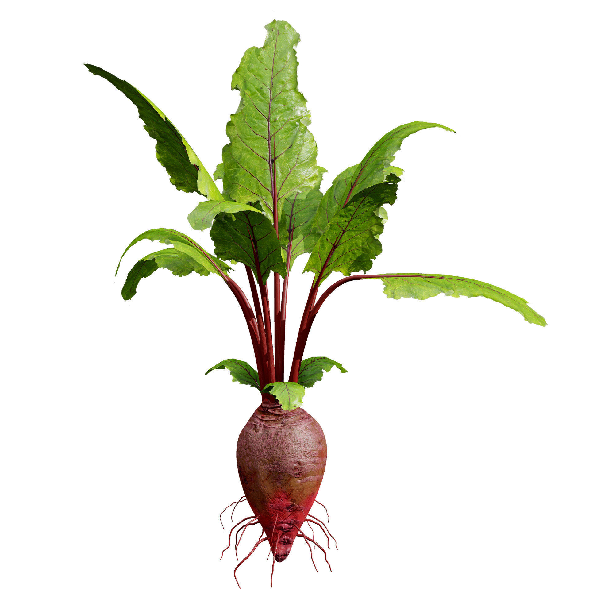 Vegetable Plant 3D Pack Low-poly 3D model_17