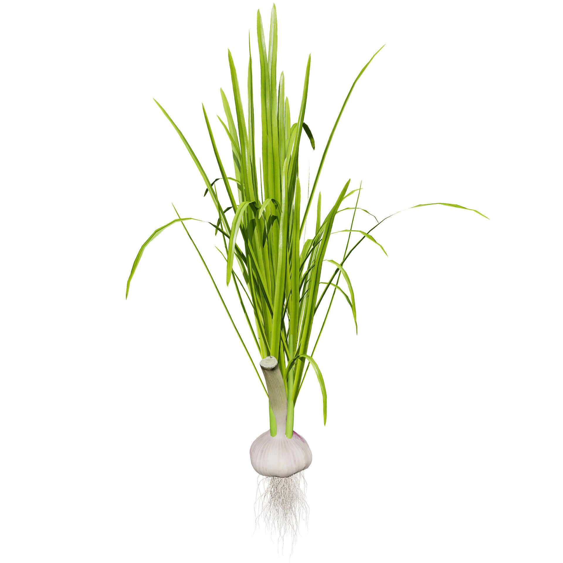 Vegetable Plant 3D Pack Low-poly 3D model_24