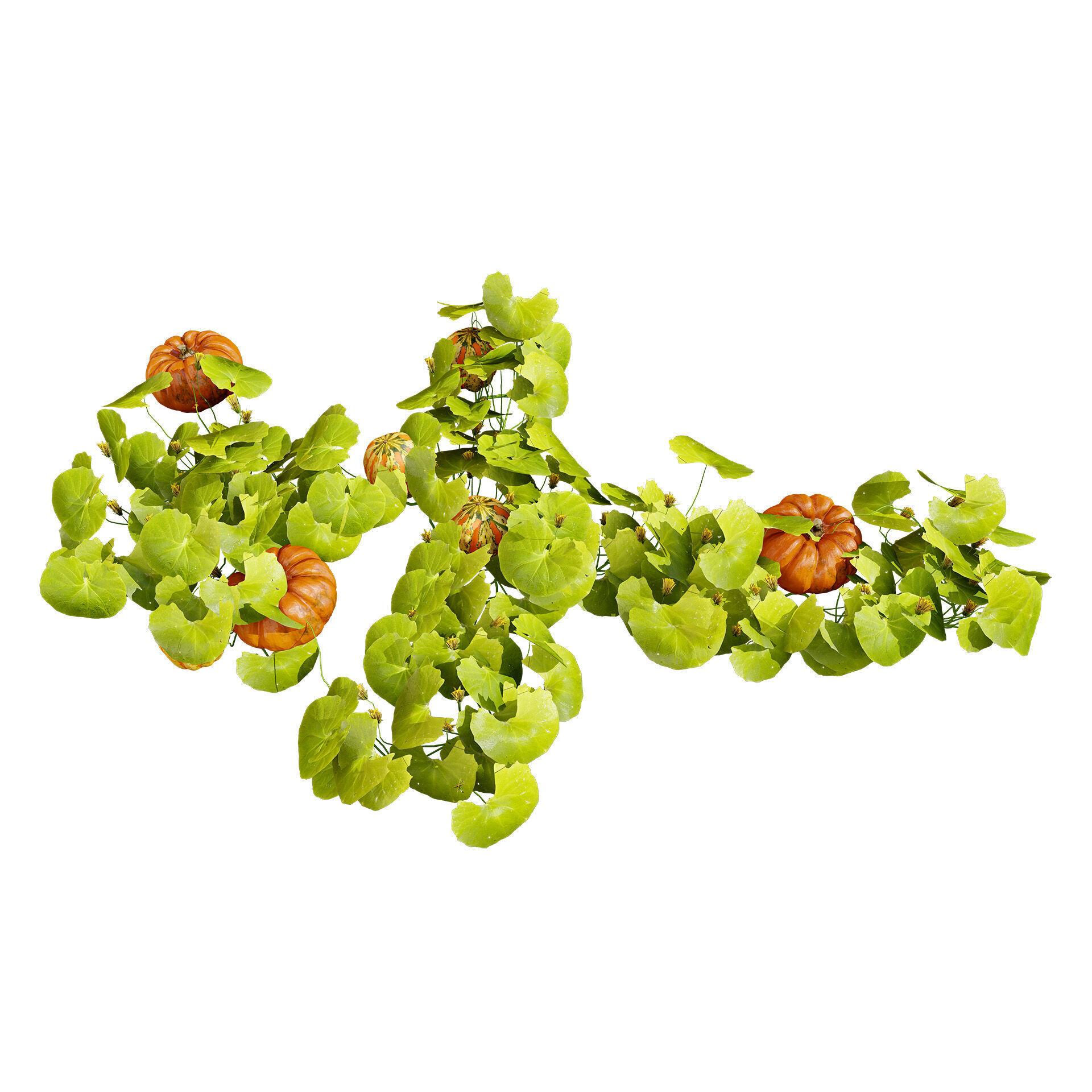 Vegetable Plant 3D Pack Low-poly 3D model_35