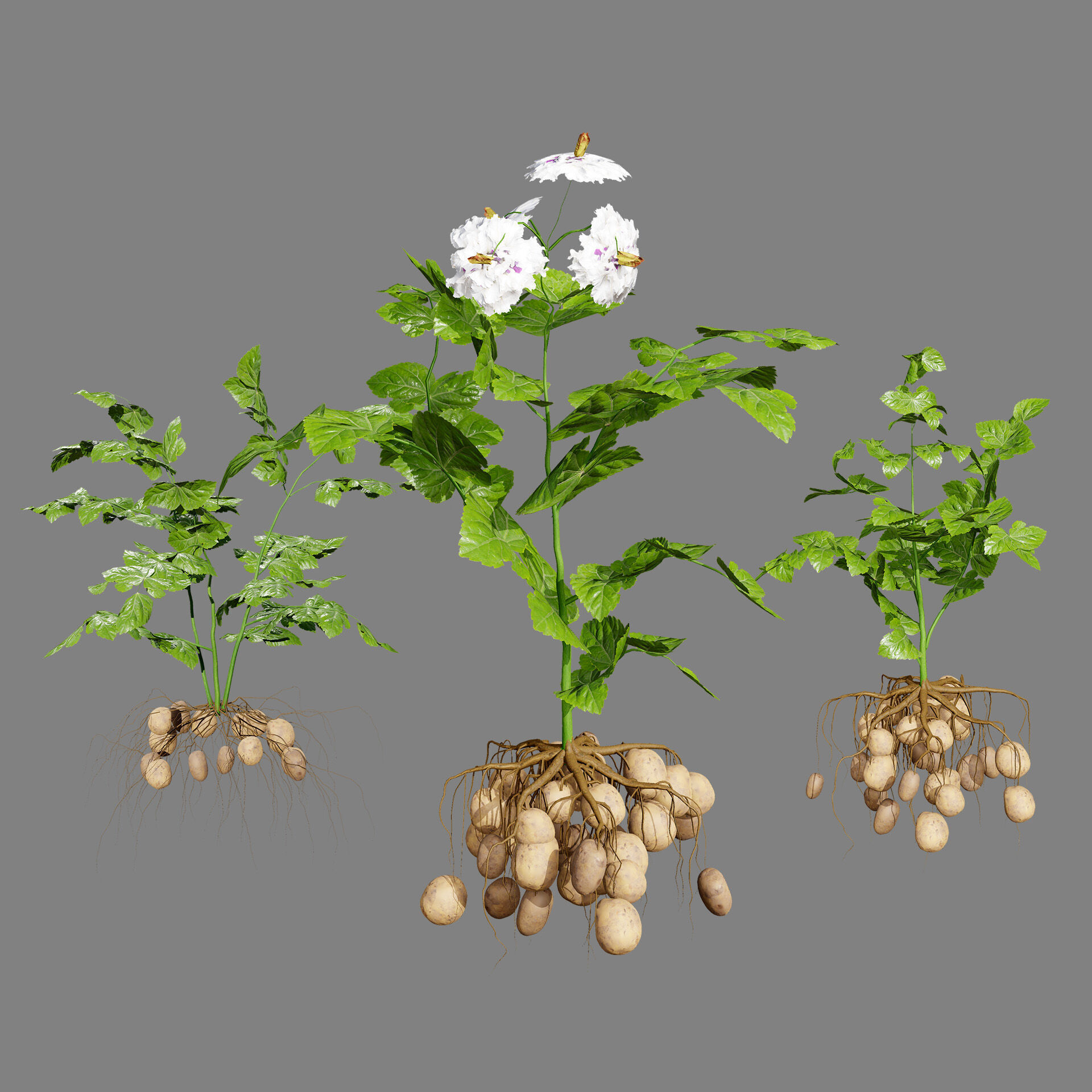 Vegetable Plant 3D Pack Low-poly 3D model_30