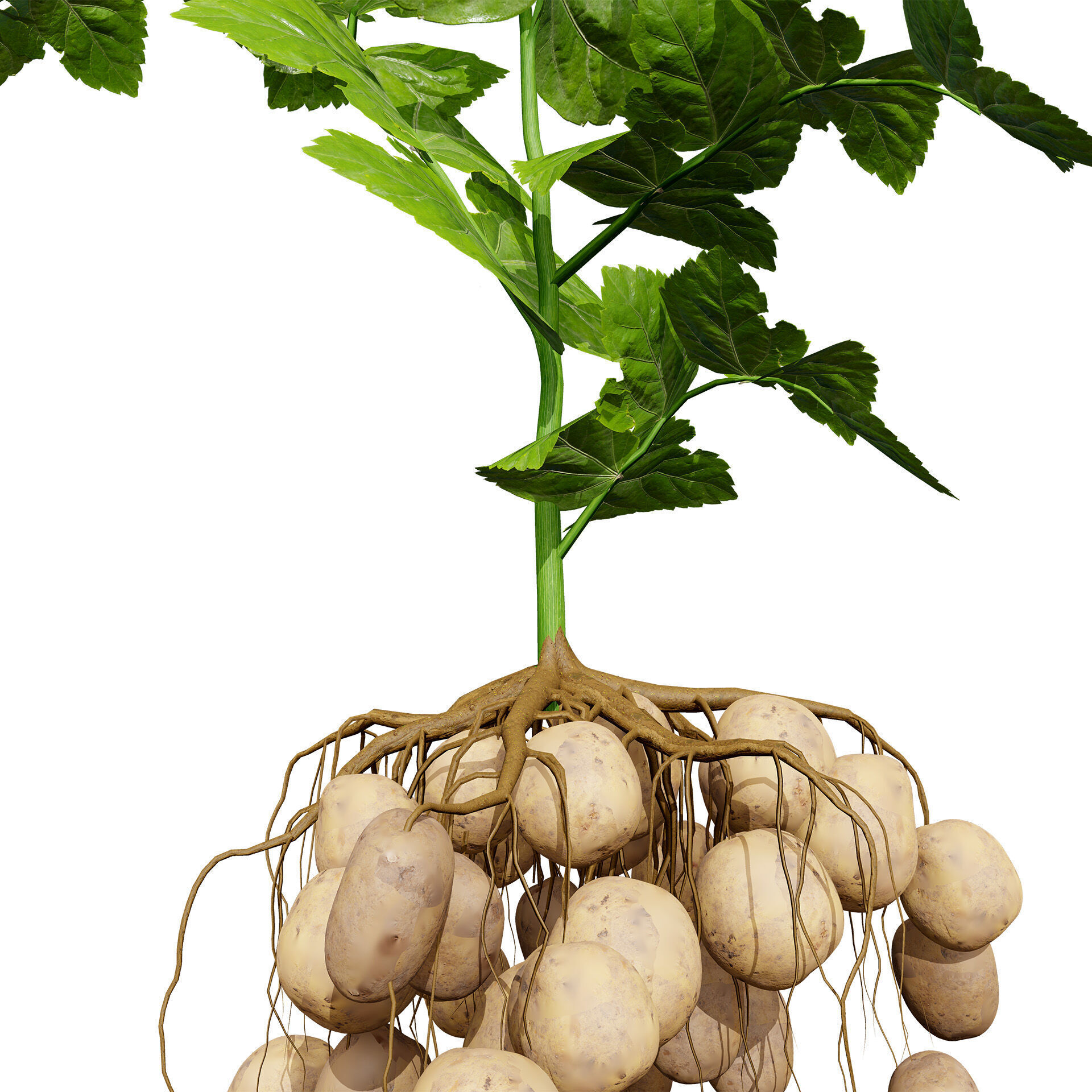 Vegetable Plant 3D Pack Low-poly 3D model_31