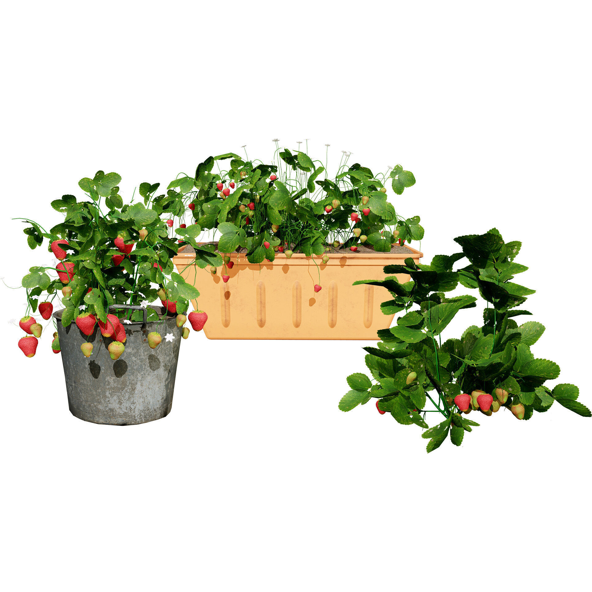 Vegetable Plant 3D Pack Low-poly 3D model_12