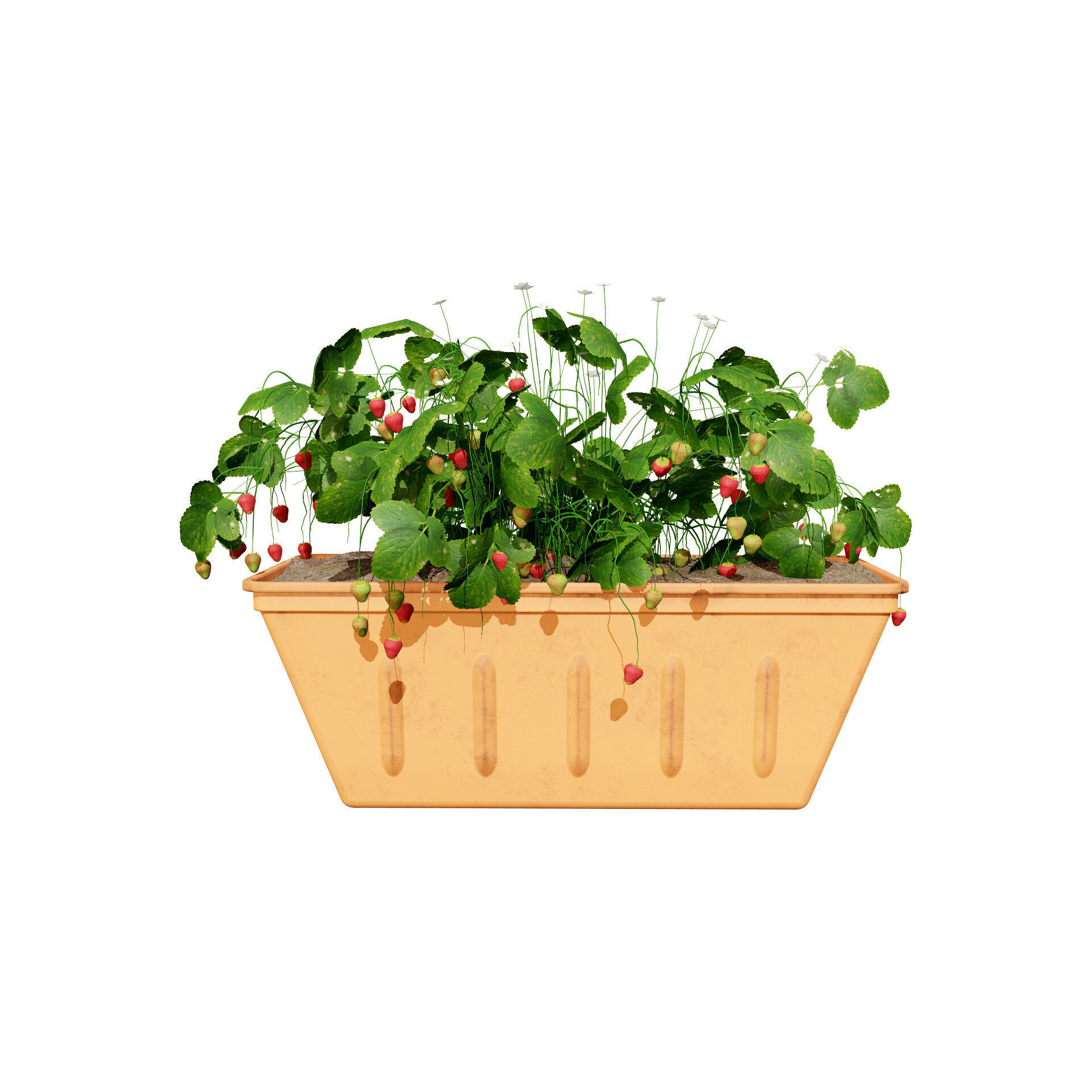 Vegetable Plant 3D Pack Low-poly 3D model_13