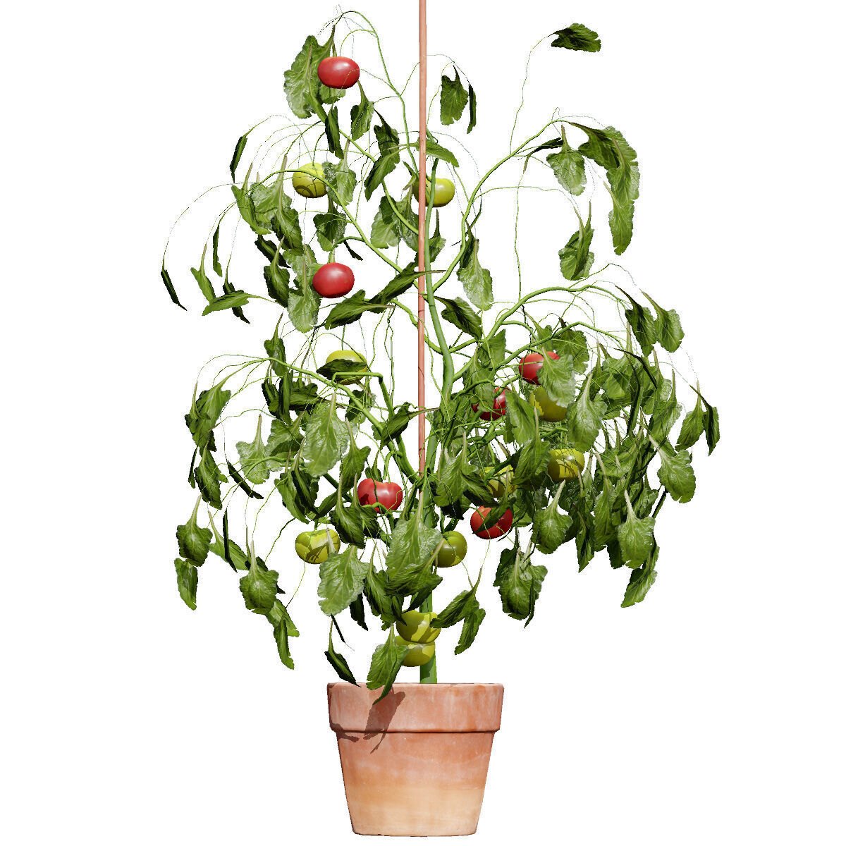 Vegetable Plant 3D Pack Low-poly 3D model_45