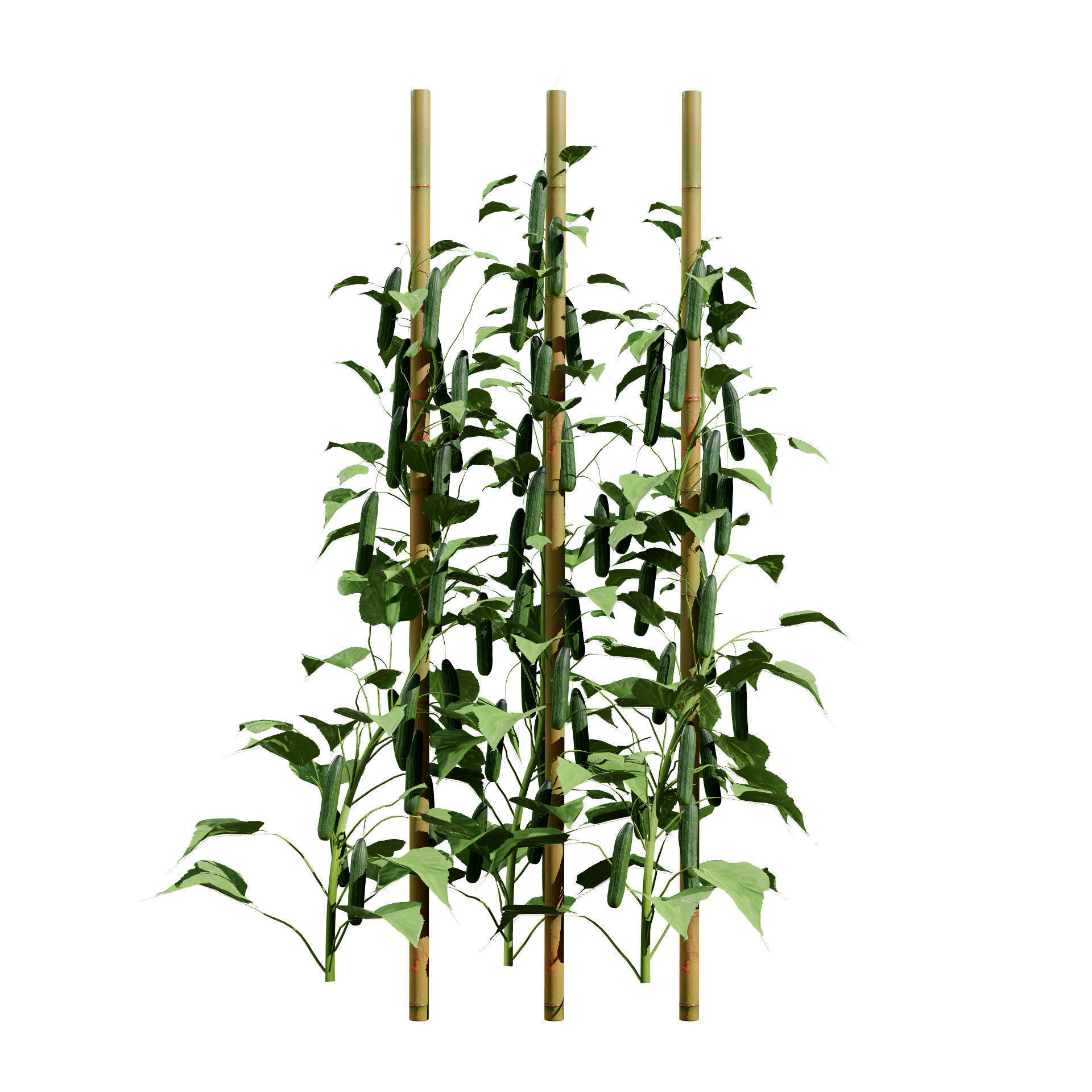 Vegetable Plant 3D Pack Low-poly 3D model_19