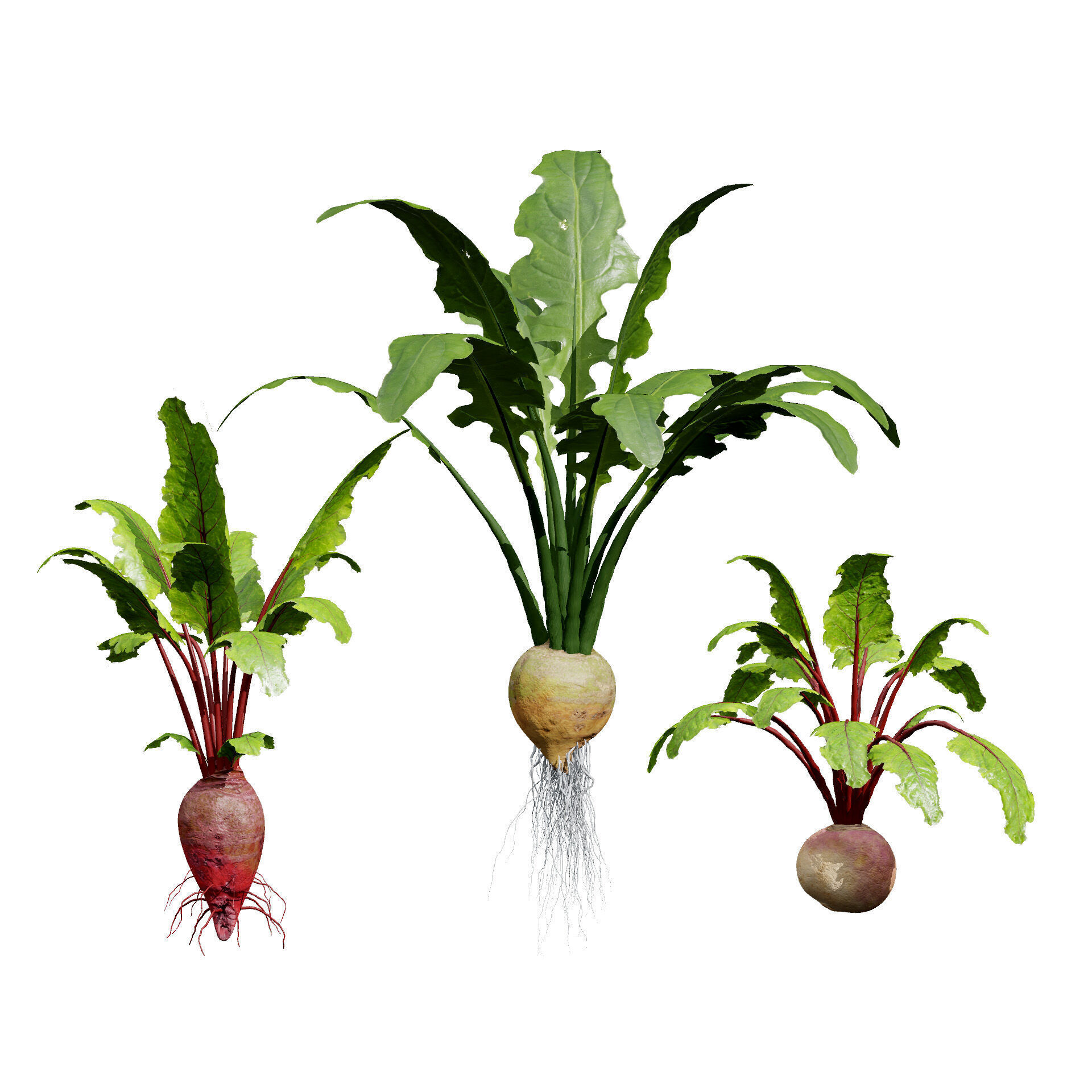Vegetable Plant 3D Pack Low-poly 3D model_18