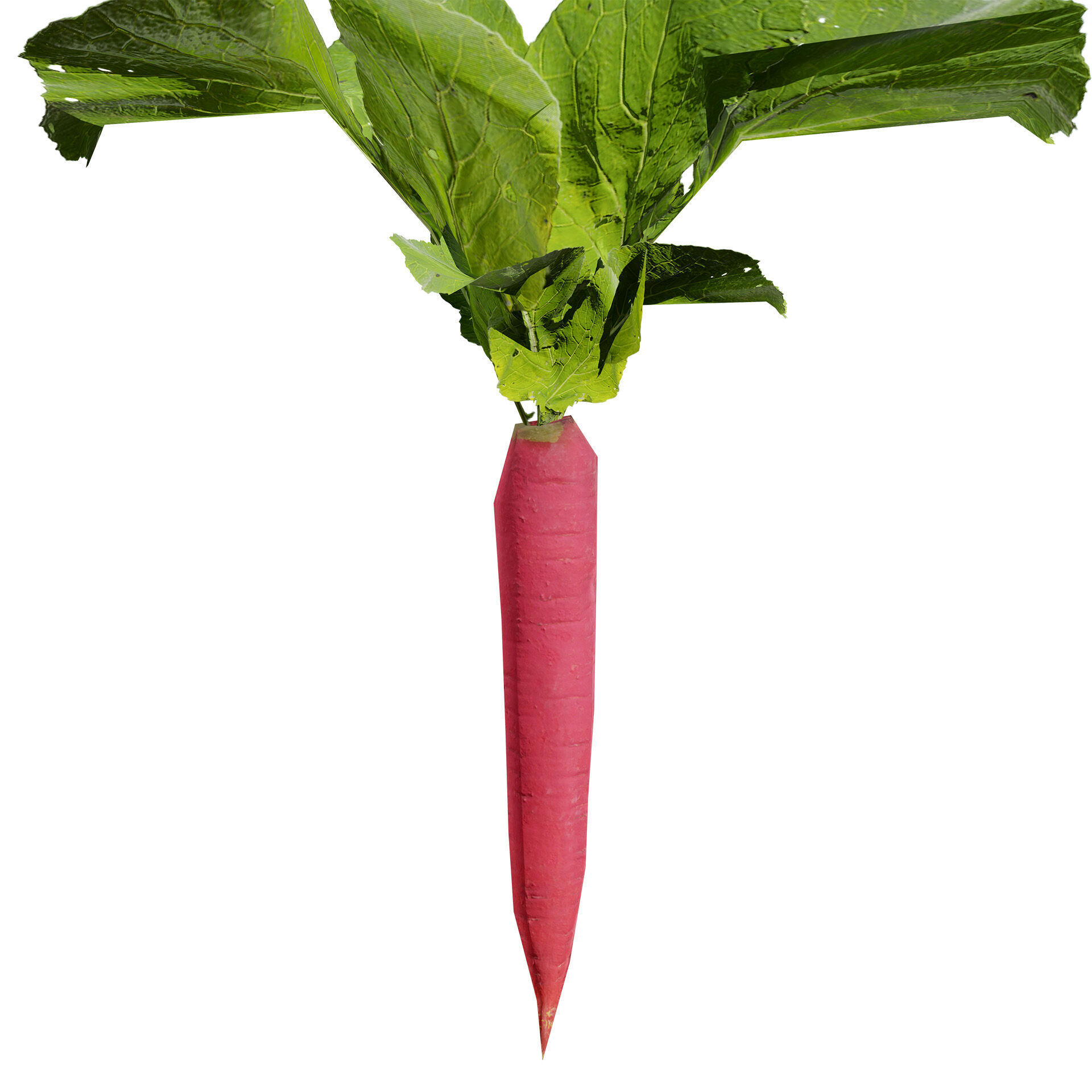 Vegetable Plant 3D Pack Low-poly 3D model_39