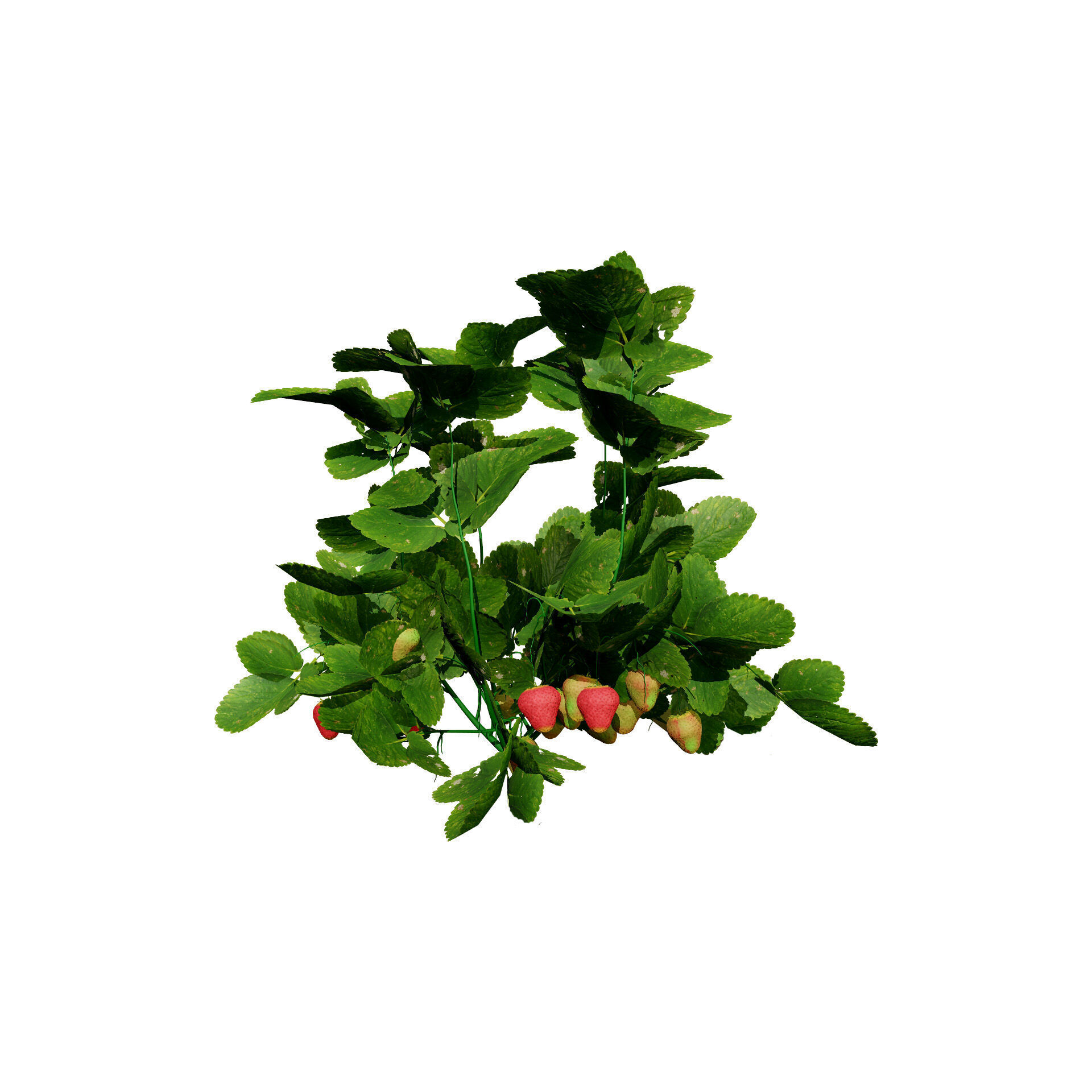 Vegetable Plant 3D Pack Low-poly 3D model_15