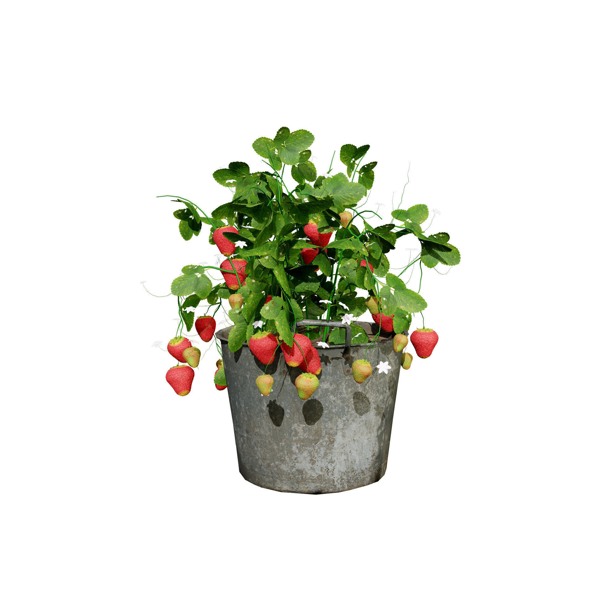 Vegetable Plant 3D Pack Low-poly 3D model_14
