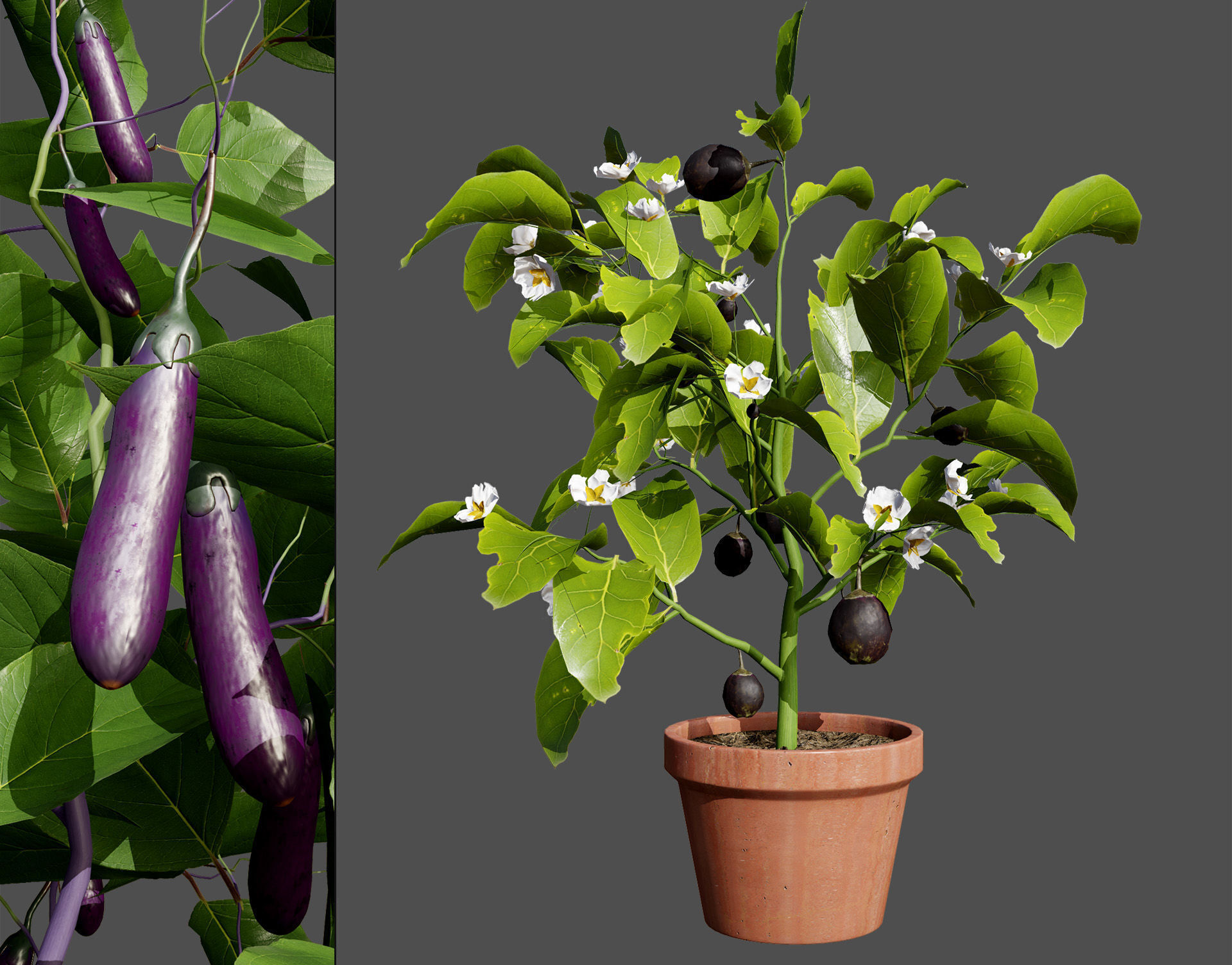 Vegetable Plant 3D Pack Low-poly 3D model_21