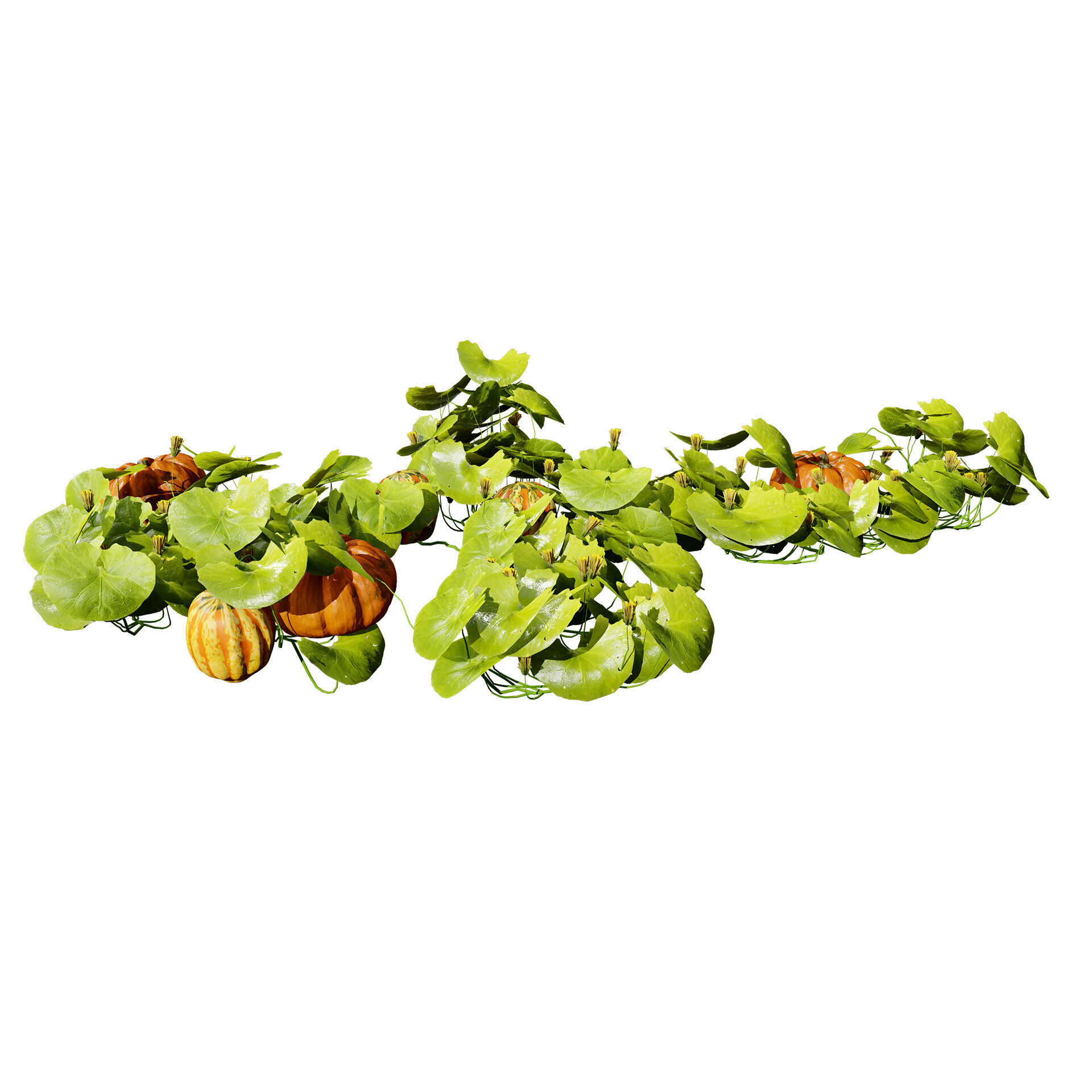 Vegetable Plant 3D Pack Low-poly 3D model_36