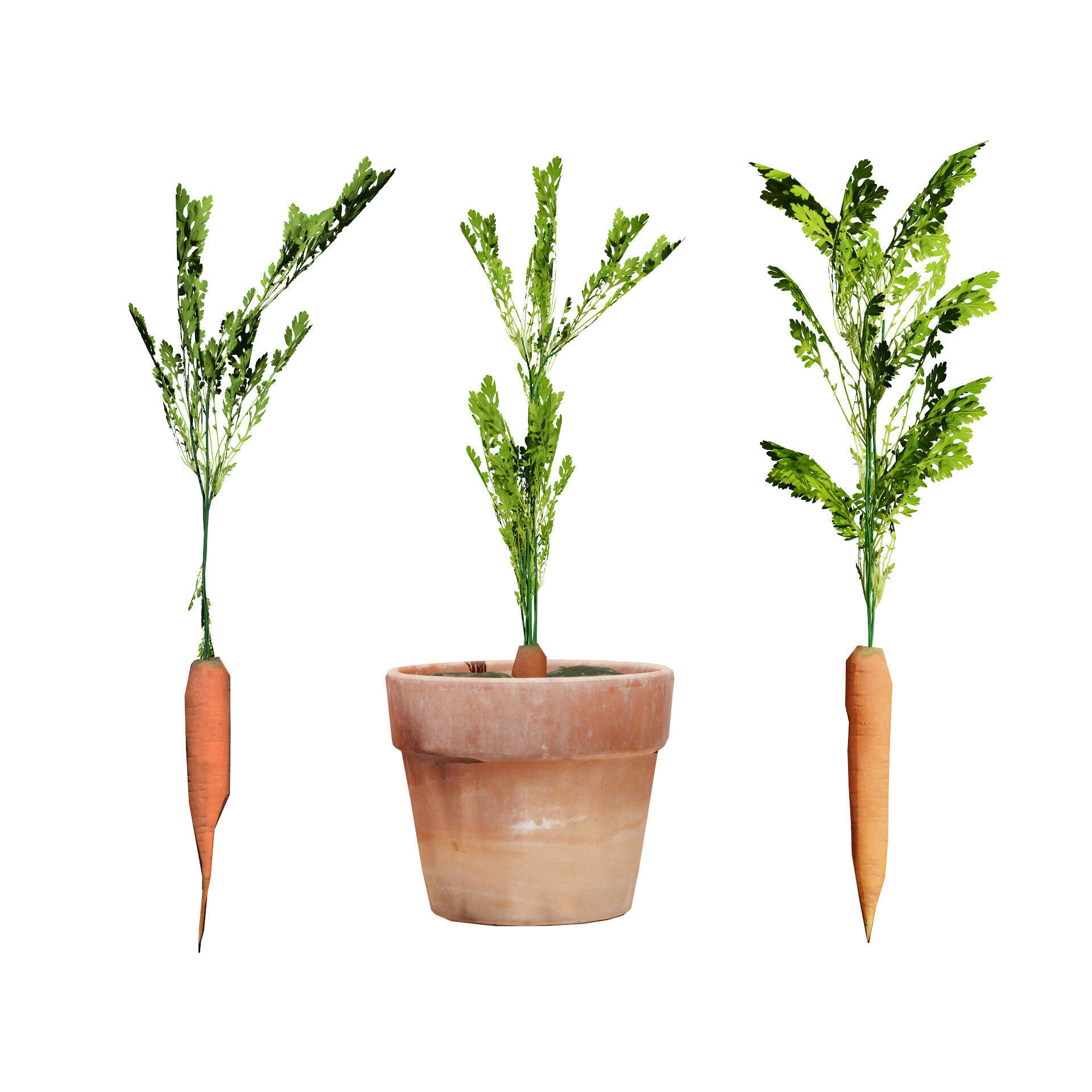 Vegetable Plant 3D Pack Low-poly 3D model_7