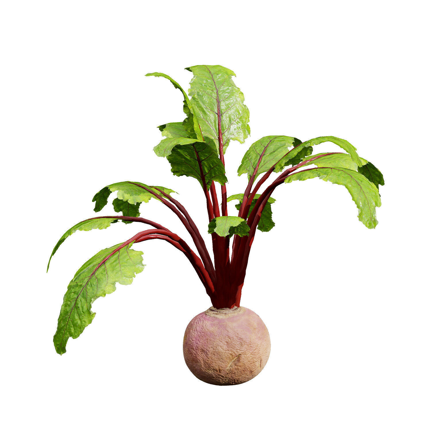 Vegetable Plant 3D Pack Low-poly 3D model_16