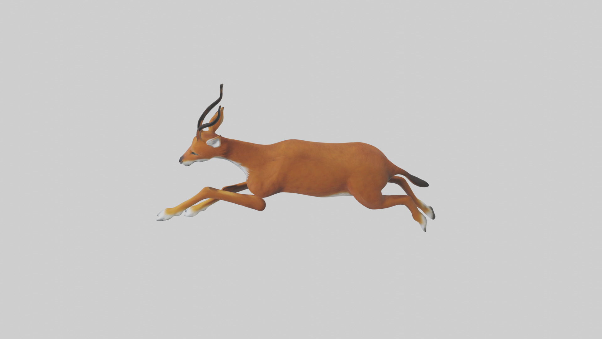 Dhole chasing prey model Low-poly 3D model_17