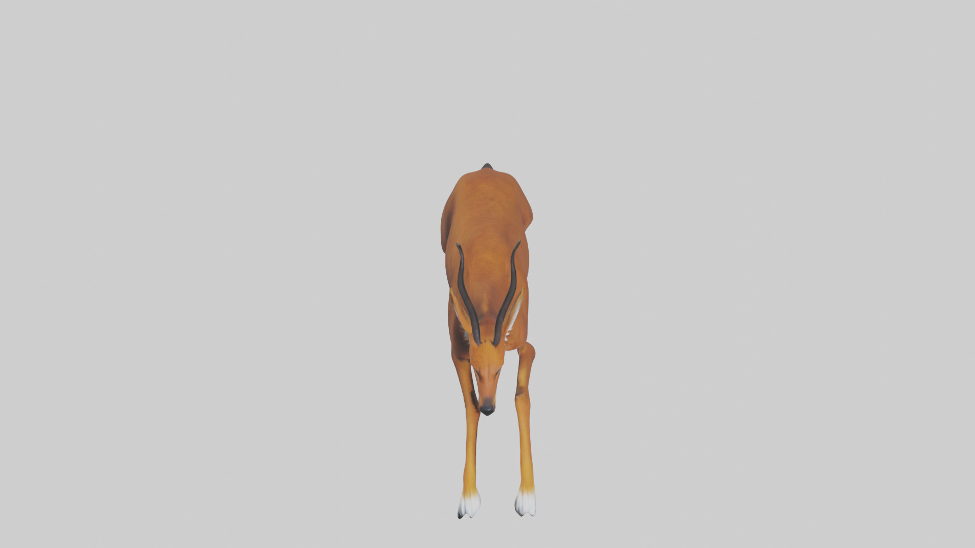 Dhole chasing prey model Low-poly 3D model_16