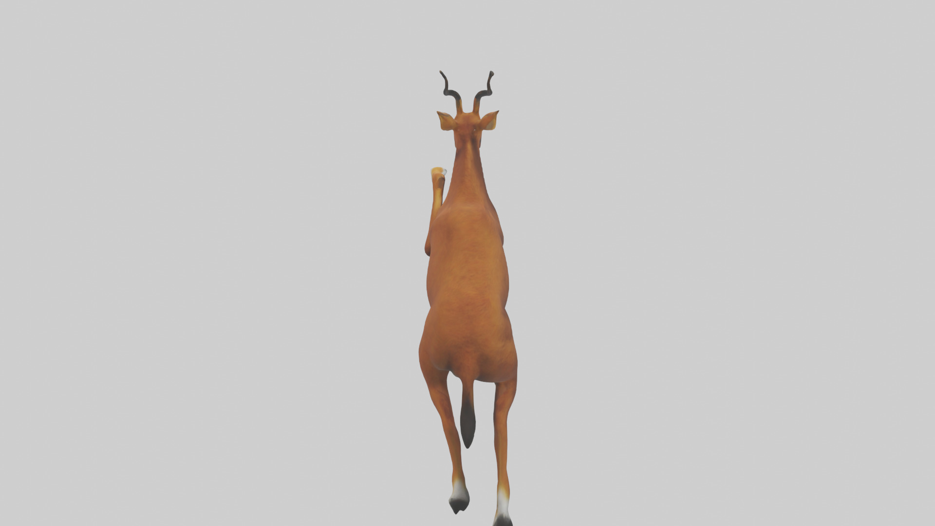 Dhole chasing prey model Low-poly 3D model_15