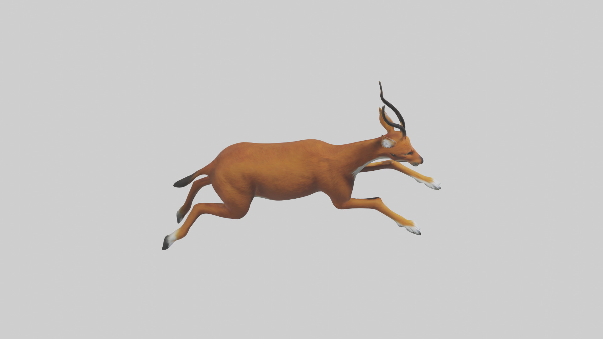 Dhole chasing prey model Low-poly 3D model_18