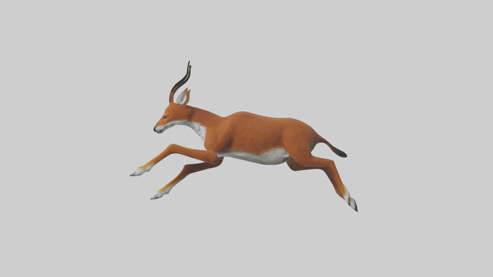 Dhole chasing prey model Low-poly 3D model_12