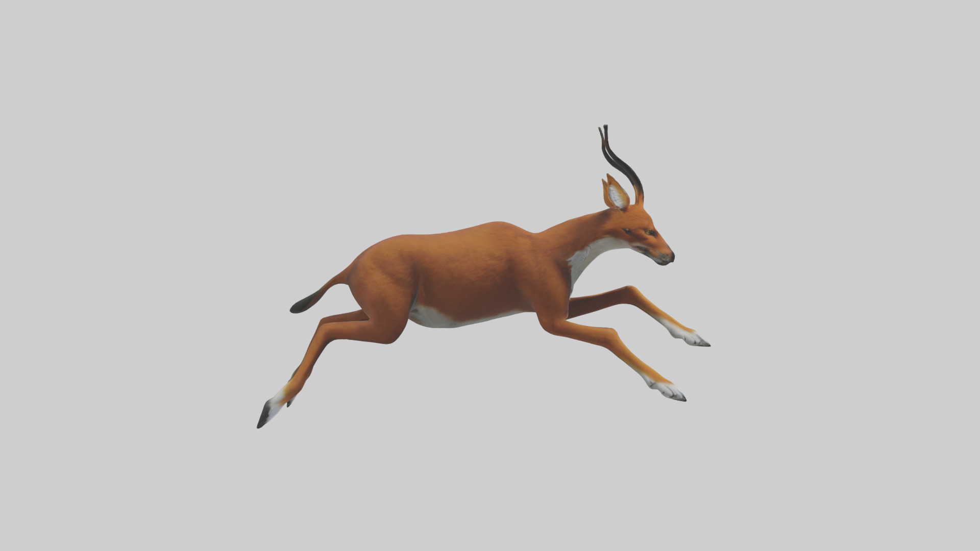 Dhole chasing prey model Low-poly 3D model_13
