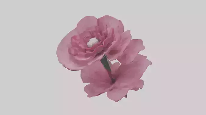 Dianthus model