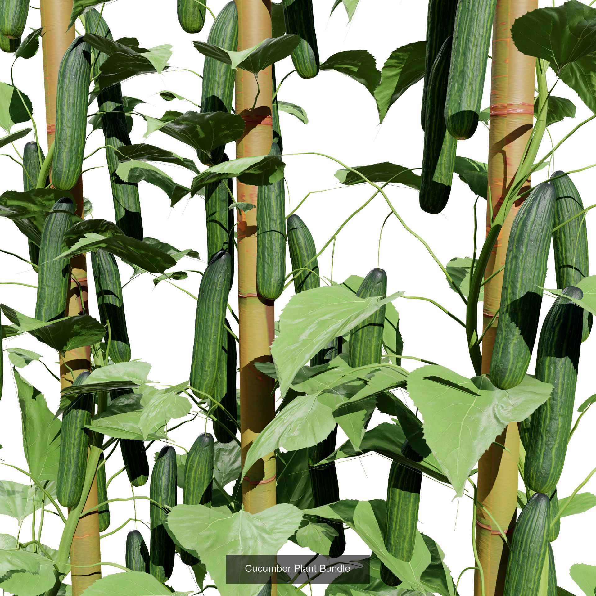 Vegetable Plant 3D Pack 3D Model Collection_11