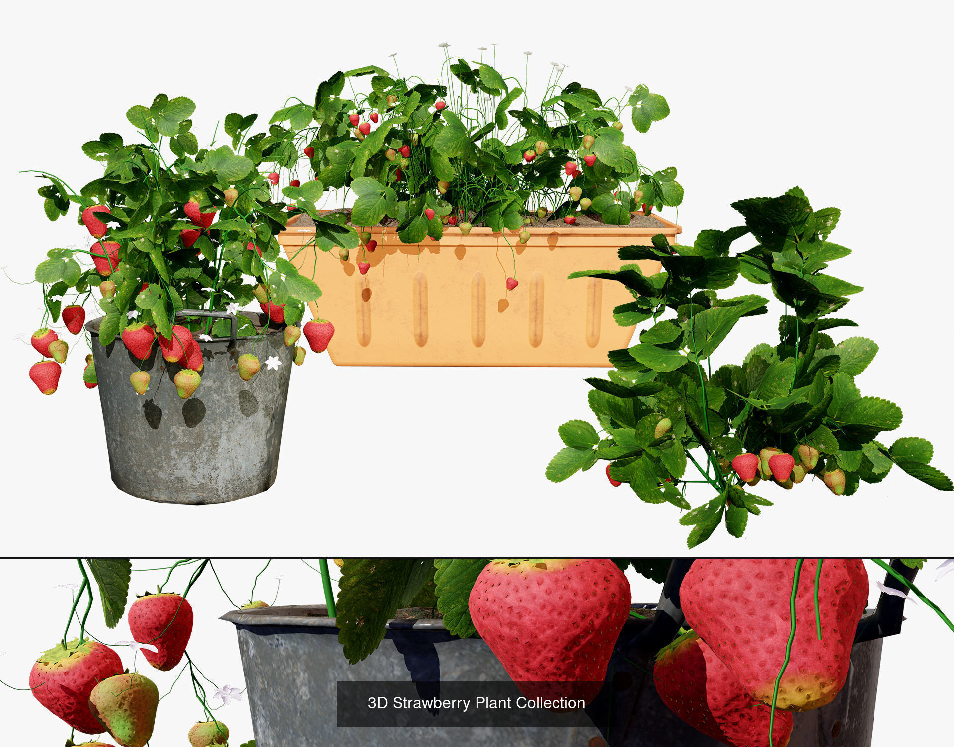 Vegetable Plant 3D Pack 3D Model Collection_18