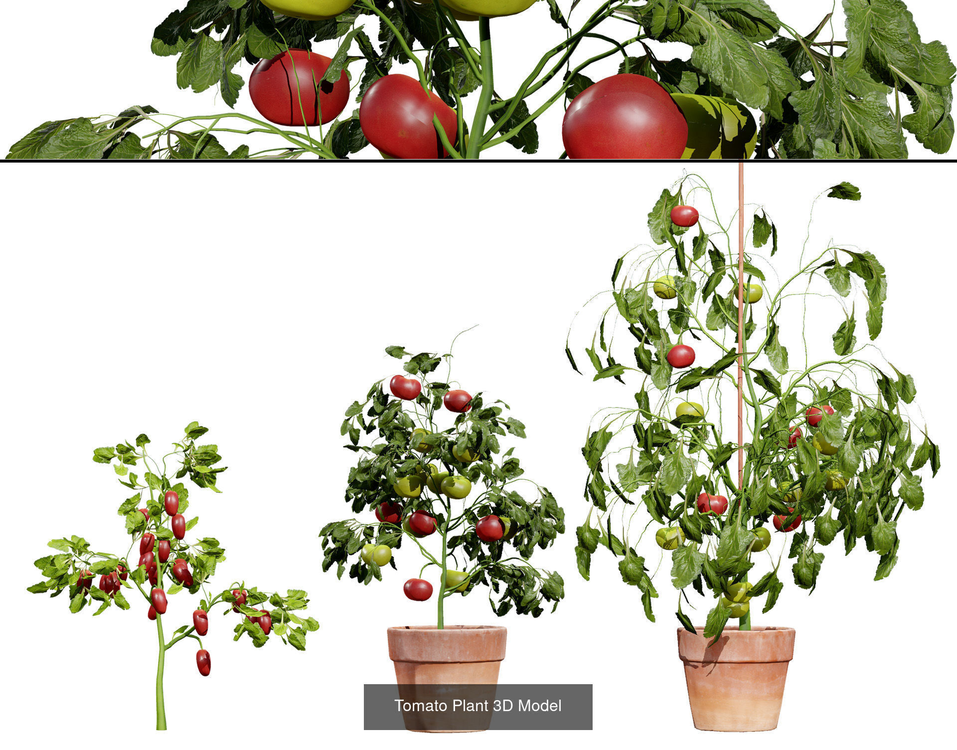 Vegetable Plant 3D Pack 3D Model Collection_17