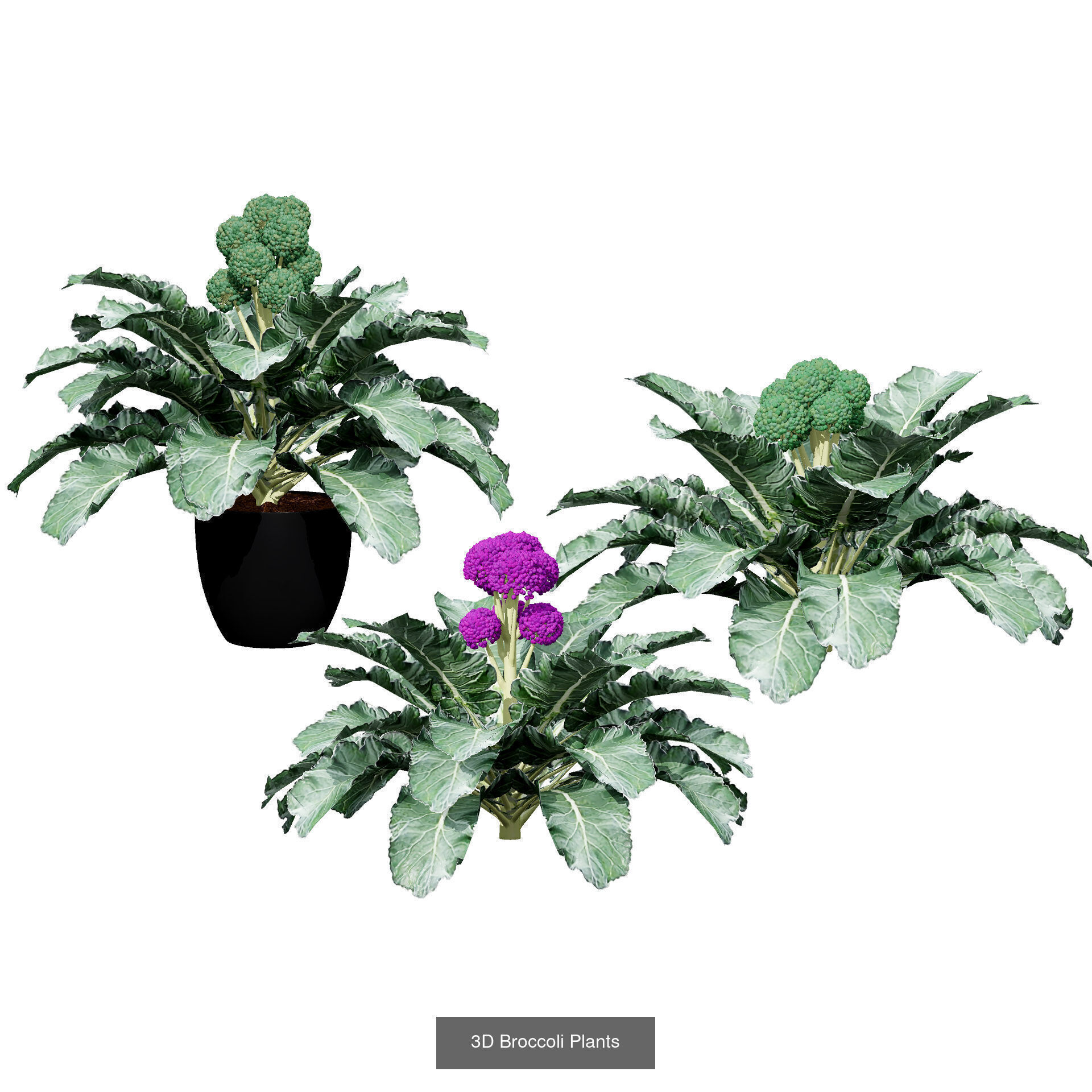 Vegetable Plant 3D Pack 3D Model Collection_21