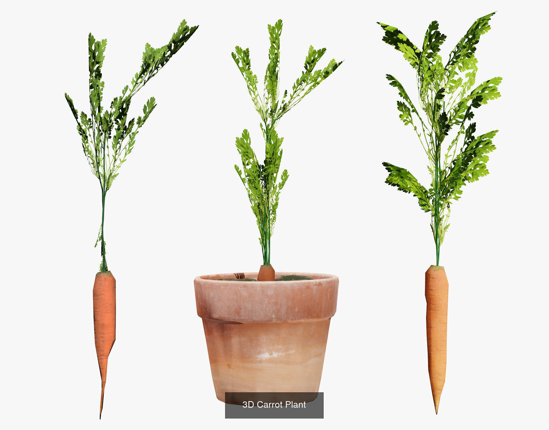 Vegetable Plant 3D Pack 3D Model Collection_13