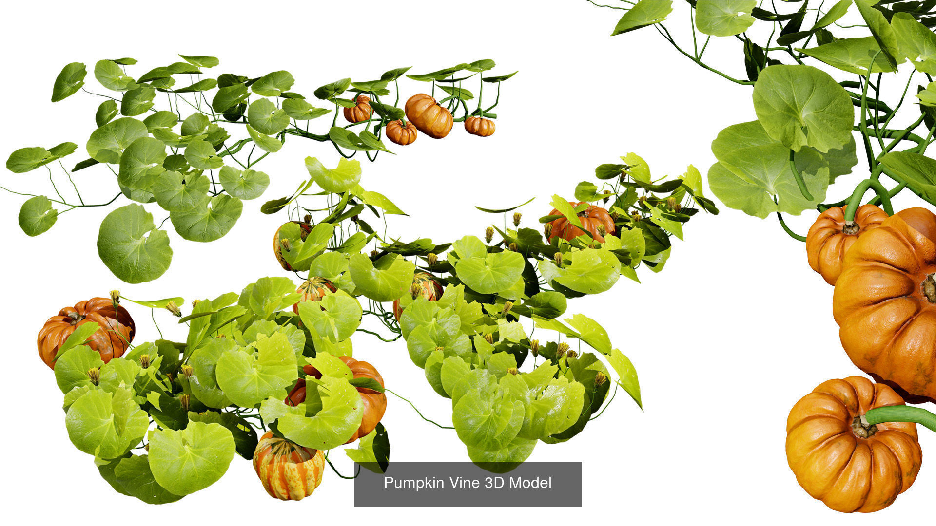 Vegetable Plant 3D Pack 3D Model Collection_19