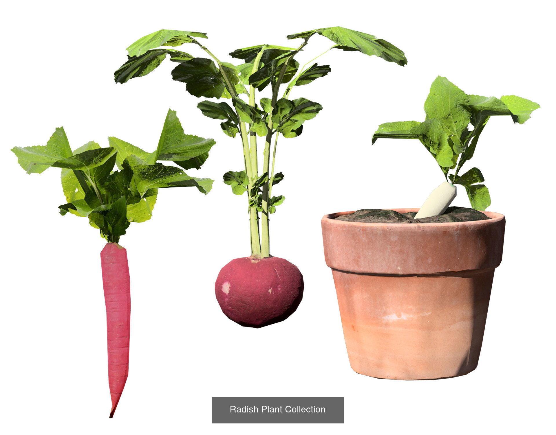 Vegetable Plant 3D Pack 3D Model Collection_14