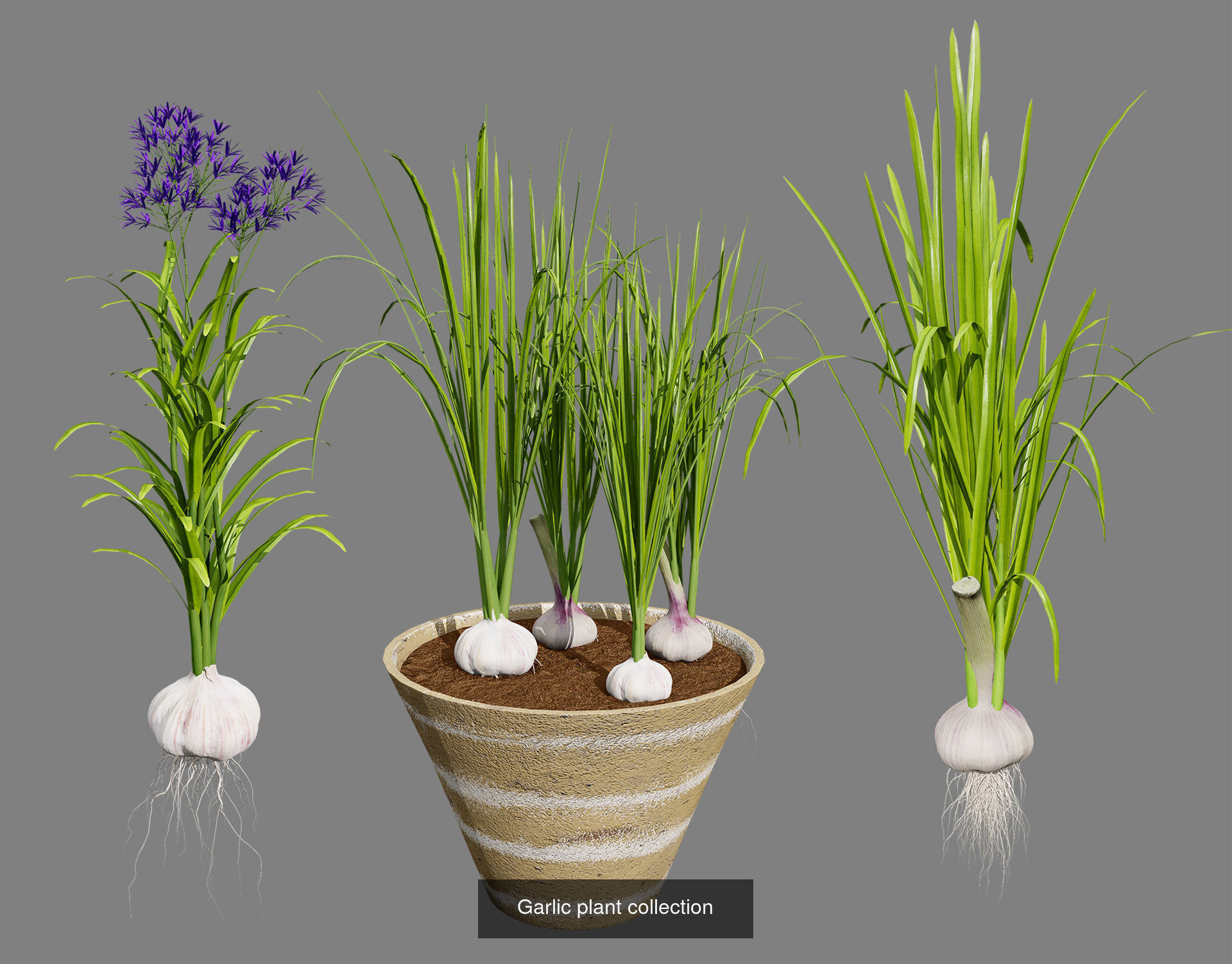 Vegetable Plant 3D Pack 3D Model Collection_20