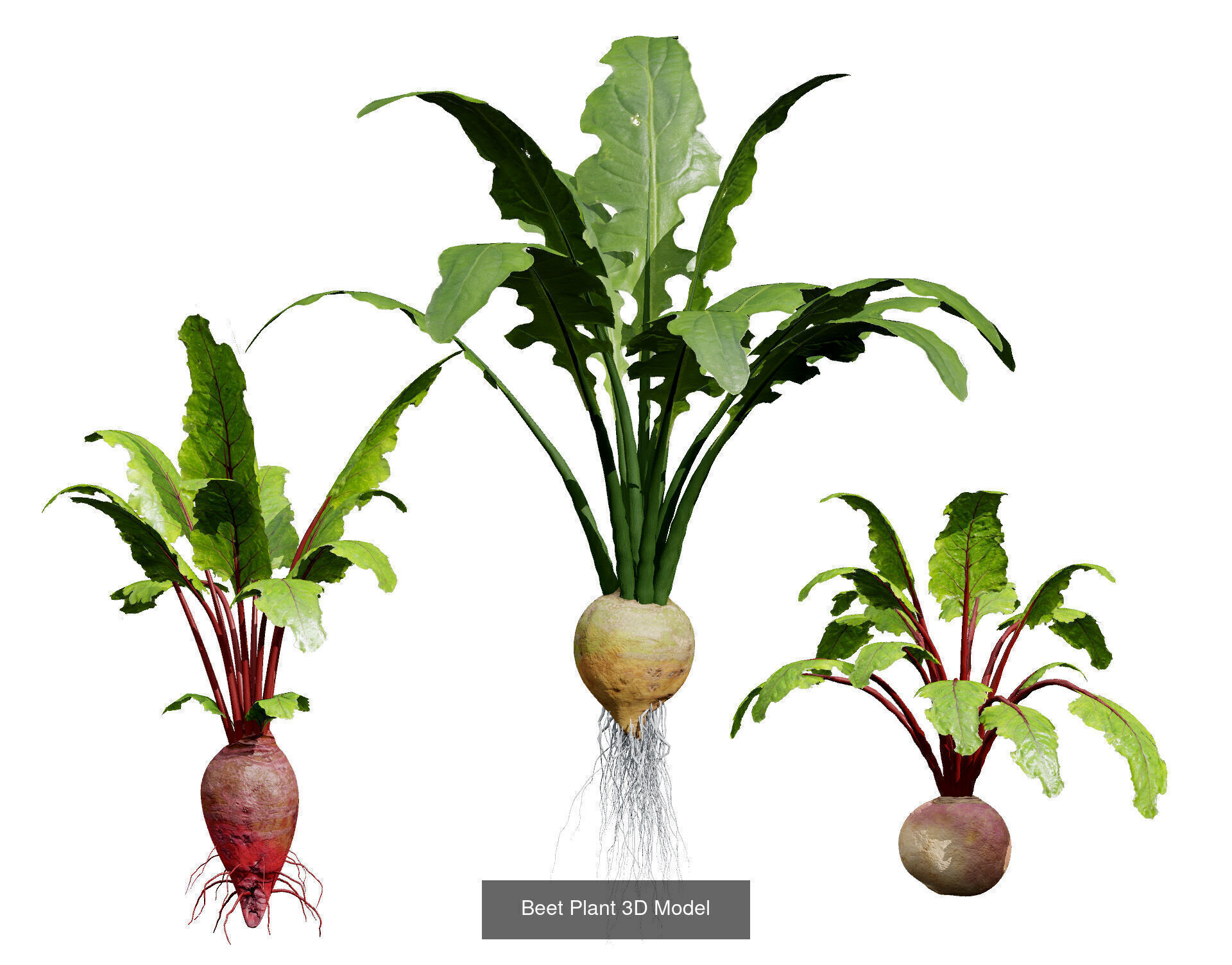 Vegetable Plant 3D Pack 3D Model Collection_23
