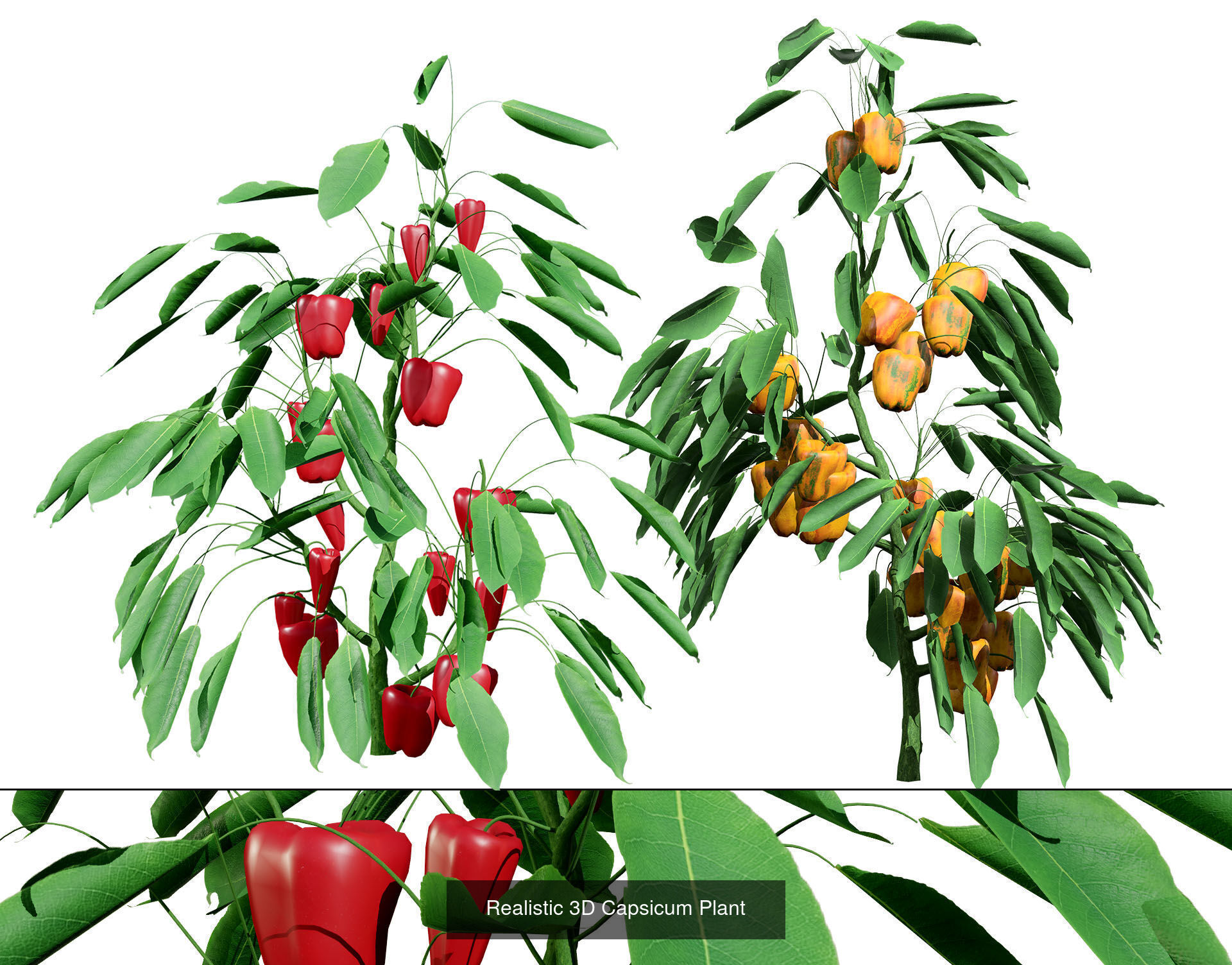 Vegetable Plant 3D Pack 3D Model Collection_12