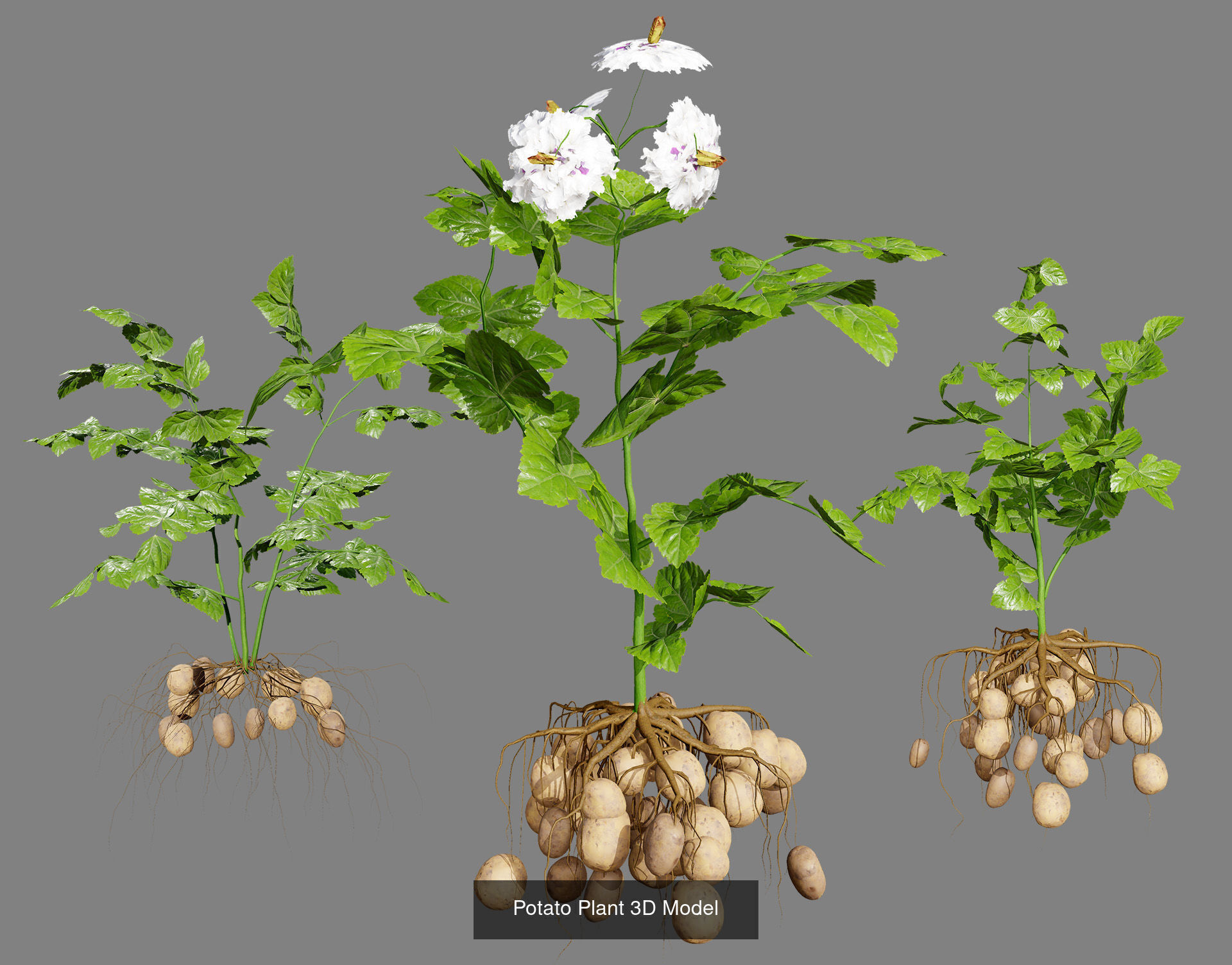 Vegetable Plant 3D Pack 3D Model Collection_16